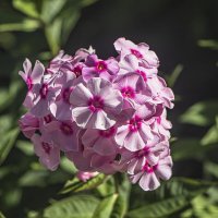 Маленький букет. :: Петр Беляков
