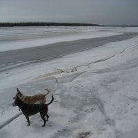 Друзья-приятели :: Anna Ivanova