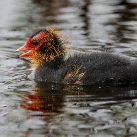 Лысенок :: Владимир Лазарев