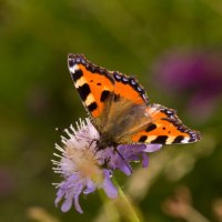 Nymphalis polychloros (Многоцветница) :: Екатерина 