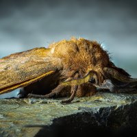 бабочка из семейства Antheraea polyphemus шелкопряды дубовый шелкопряд :: Сергей Флетчер