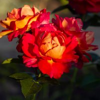 розы :: Виталий Емельянов