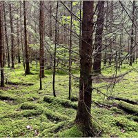 В июльском лесу. :: Валерия Комова