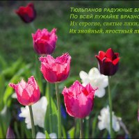 Фестиваль тюльпанов. :: Лилия *