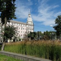 Пампасовая трава в городе :: Татьяна Машошина