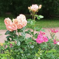 Розы :: Сапсан 