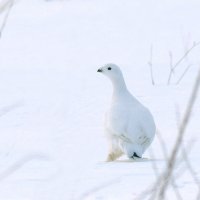 Грация :: Михаил Белоусов