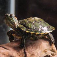 Тортилла :: Сергей Сомихин