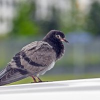 Взгрустнулось :: Валерий Иванович