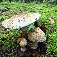 Мухоморы серо-розовые. :: Валерия Комова