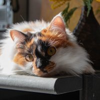 Мурзилка :: Татьяна Панчешная