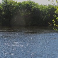 июль   жара :: Елена Шаламова