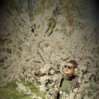 В  вишневом саду :: Лана 