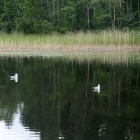 в поисках корма :: zavitok * в поисках корма :: zavitok *