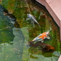 Карп Кои в парке Галицкого :: Игорь Сикорский Карп Кои в парке Галицкого :: Игорь Сикорский