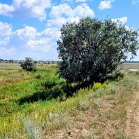 Одинокое дерево :: Георгиевич 