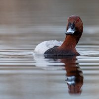 Красноголовый нырок :: Владимир Лазарев Красноголовый нырок :: Владимир Лазарев