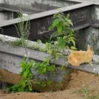 без названия :: fogmeadowww m