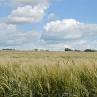 Хлеба поспели... :: Надежда Куркина Хлеба поспели... :: Надежда Куркина