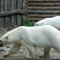 Близнецы :: Татьяна Лютаева