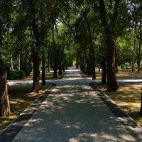 Феодосия. Аллея вязов Юбилейного парка летом. :: Пётр Чернега Феодосия. Аллея вязов Юбилейного парка летом. :: Пётр Чернега