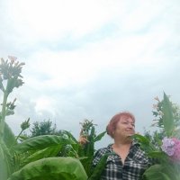 Табак. :: Светлана Кузнецова