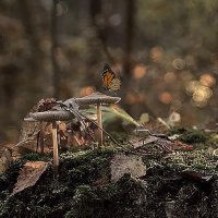 В лесу :: евгений 