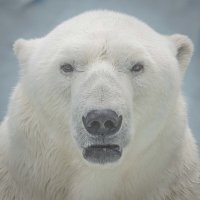 Полярный медведь КАЙ. :: Аркадий Лаптенко