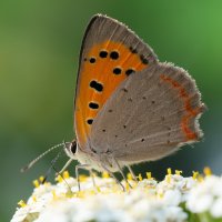 Червонец пятнистый :: Станислав С.
