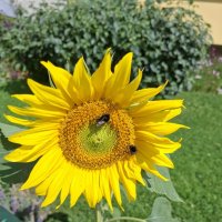 Подсолнечник однолетний :: Veera V Подсолнечник однолетний :: Veera V