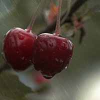 Мокрая вишня :: евгений 