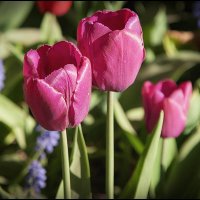 Такие разные тюльпаны... :: Лилия *