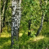 Ты моя берёзка :: Михаил Столяров