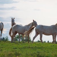 Лошадки.Летний выгул. :: Виктор Евстратов