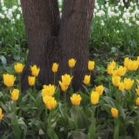 Тюльпановый хоровод. :: Лилия * Тюльпановый хоровод. :: Лилия *