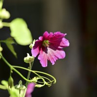 * :: Вадим * :: Вадим