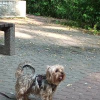 Чужая  собачка  у фонтана :: Фотогруппа Весна