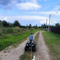 Ездовая собака. :: Ольга Ездовая собака. :: Ольга