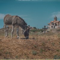 Сцена из сельского лета. :: Анатолий Щербак