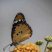Бабочка :: Natali 