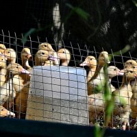 Эти глаза на против... :: Николай Саржанов Эти глаза на против... :: Николай Саржанов