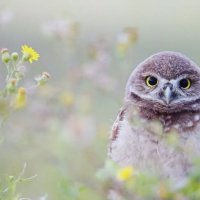 Ну шо скажешь ? А ?... :) :: Валерий Кокорев