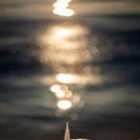 Ледяная эстетика зимнего утра. :: Анатолий Щербак