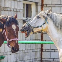 серьёзный разговор.... :: Аркадий Лаптенко серьёзный разговор.... :: Аркадий Лаптенко