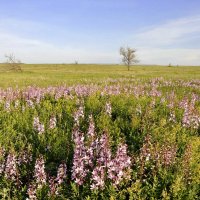 Цветёт ясенец неопалимая купина :: Надежда Куркина 