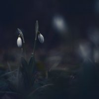 В мёрзлом мраке январских подснежников.