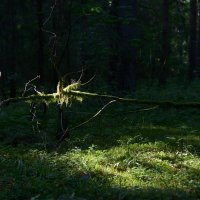 Мох. :: Константин Белоногов
