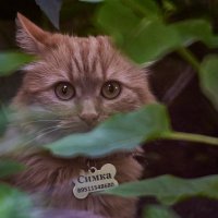 кот по кличке симка