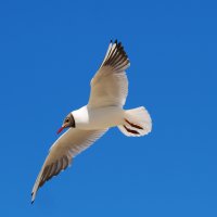 Указывающий перст.