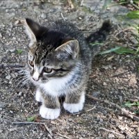 Я серый маленький котёнок... :: Валентина *